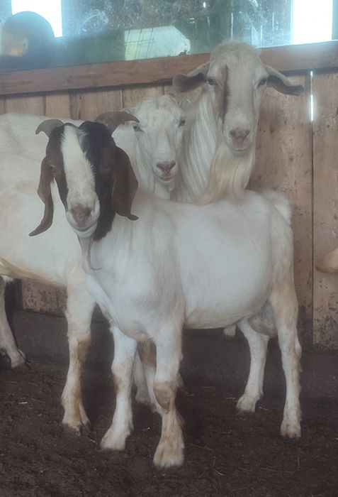 Țap Boer de 8 luni