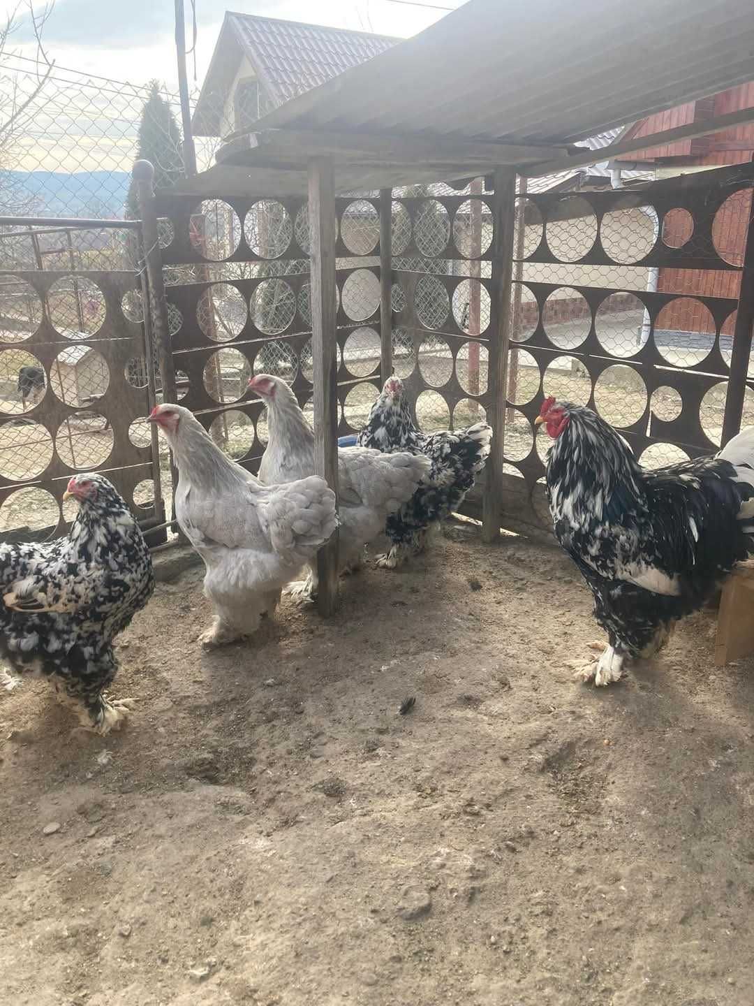Ouă pentru incubat de vânzare