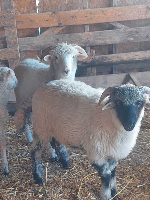 Berbecuți disponibili