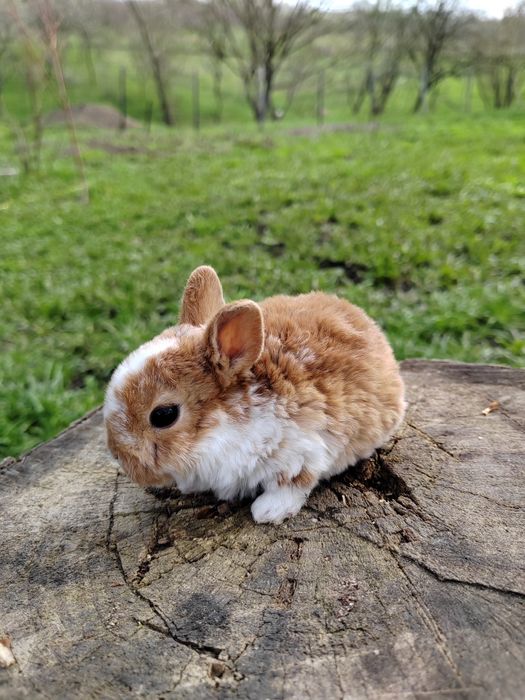 Vând iepurași Rex pitic din părinți tatuați rasă pură