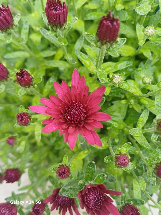 Crizanteme multiflora