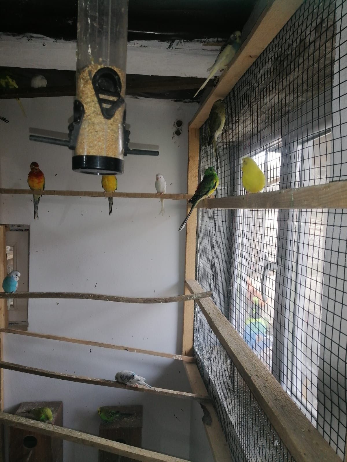 Papagali porumbeii