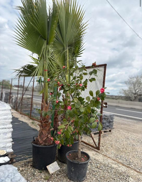 Plante ornamentale de diferite  varietatii