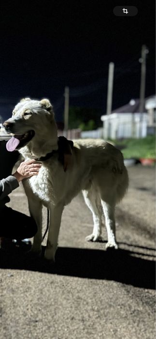 Сын Палуана от дочки Мойнака Төбет 1,3