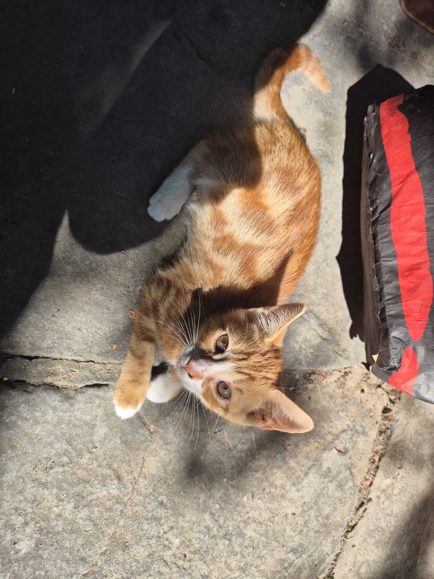 Подарявам котета