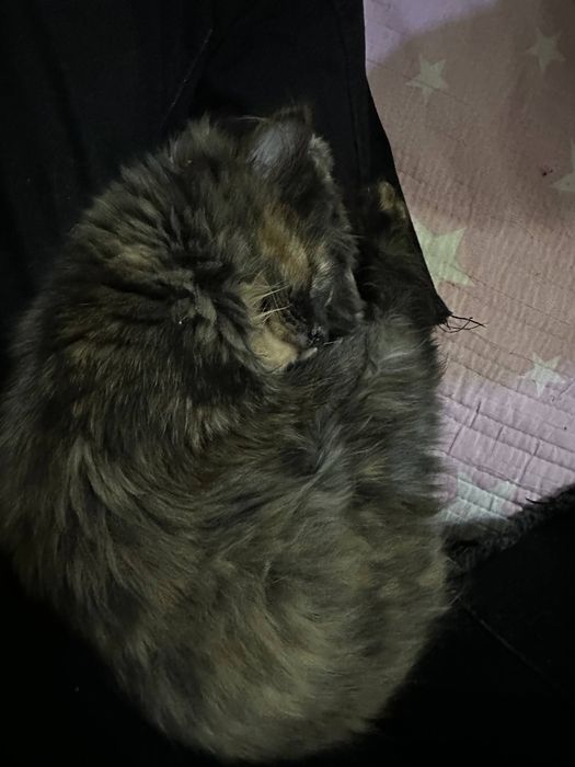 Отдам котят срочно