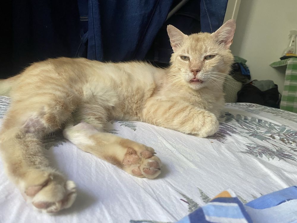 Motanel senior pentru adoptie