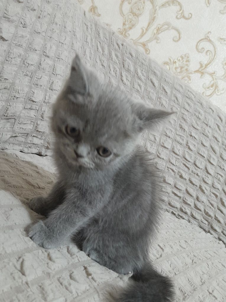 Скотиш страй  срочно не дорого