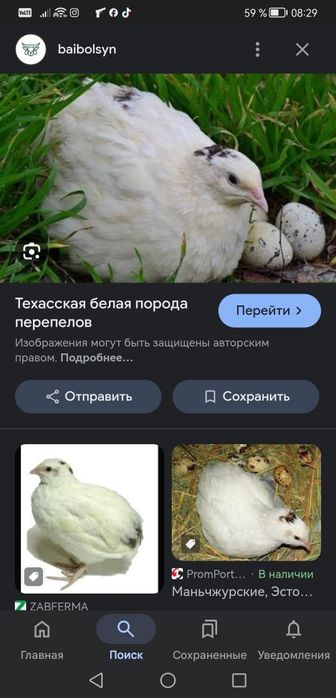 Продам перепелов несушек