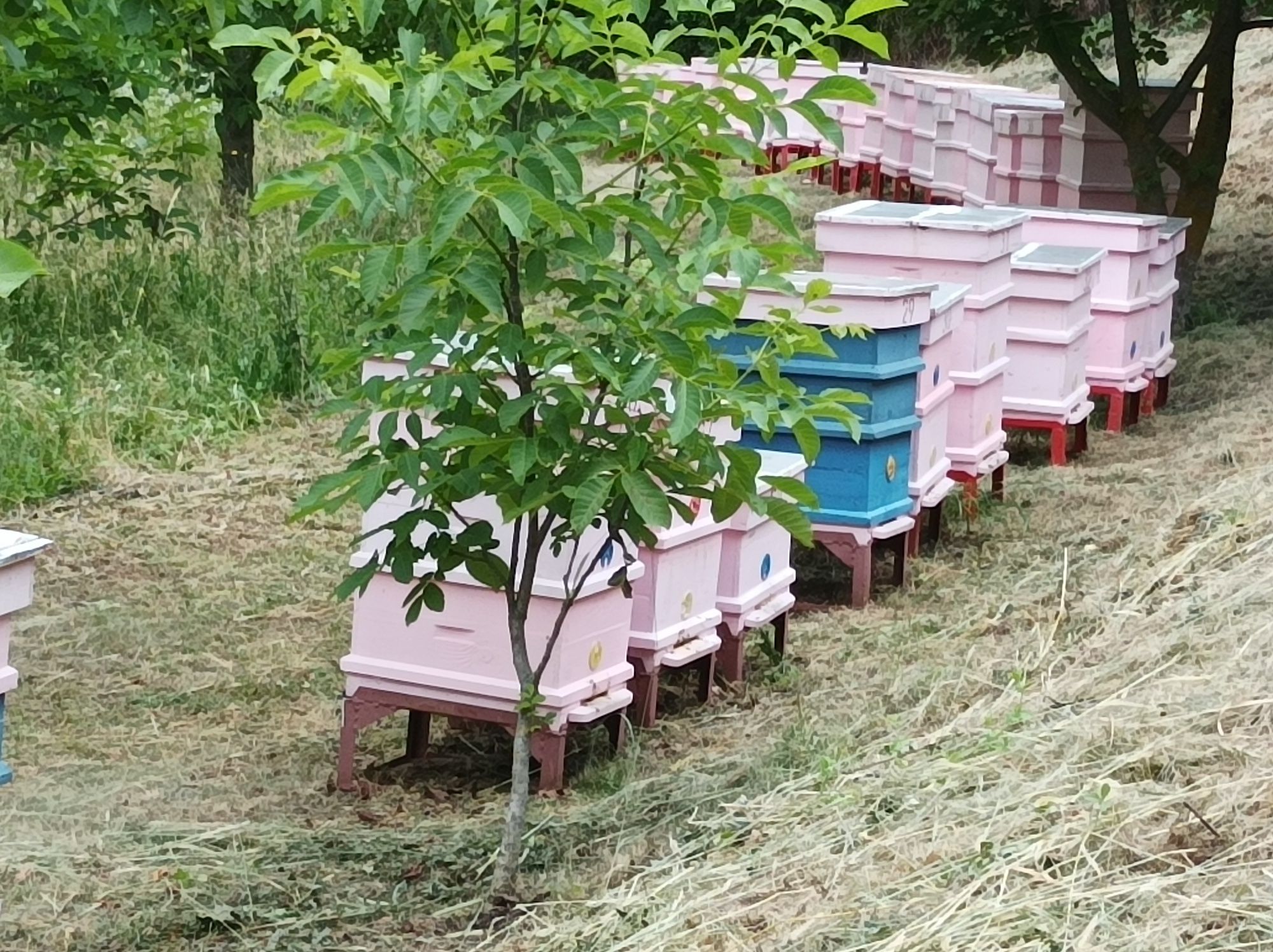 Пчелни семейства с кошери