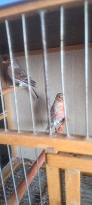 Свободни канари черен червена мозайка и ахат топаз червена мозайка