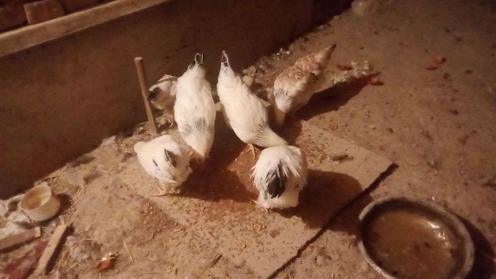 Adler tovuq sotiladi