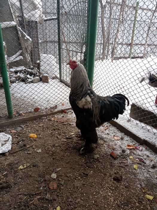 Продаю петушков породистых.