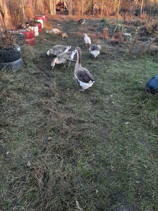 Rate ,Gâște , Cocoși, Iepuri diferite varste si culori