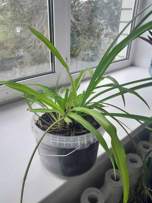 Хлорофитум большой