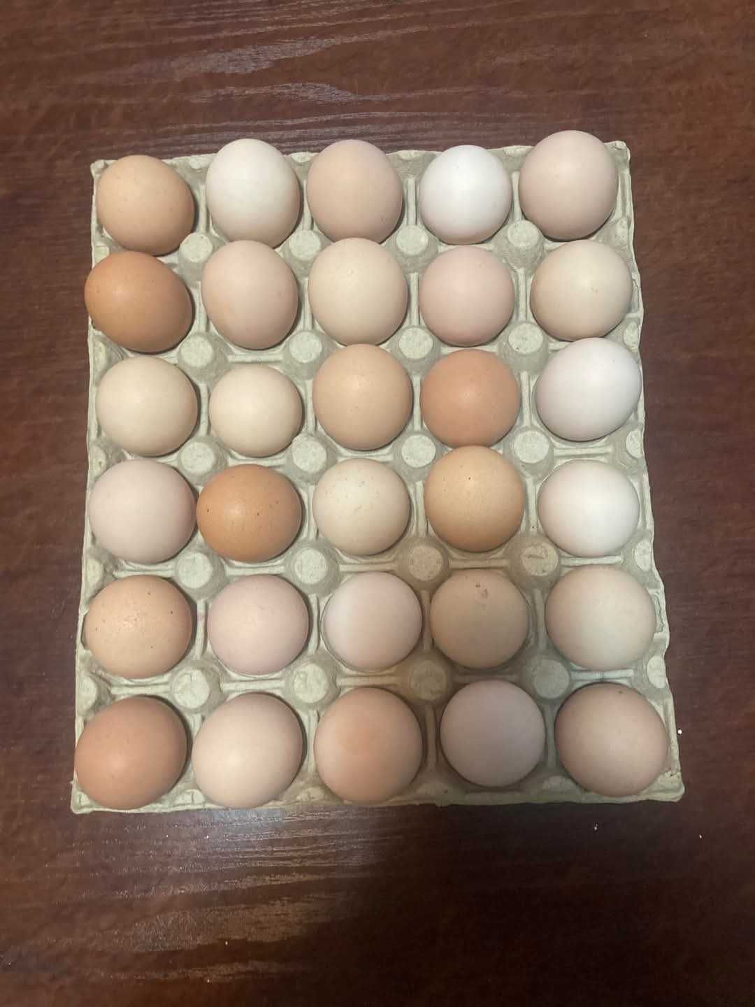 Ouă pentru incubat de vânzare