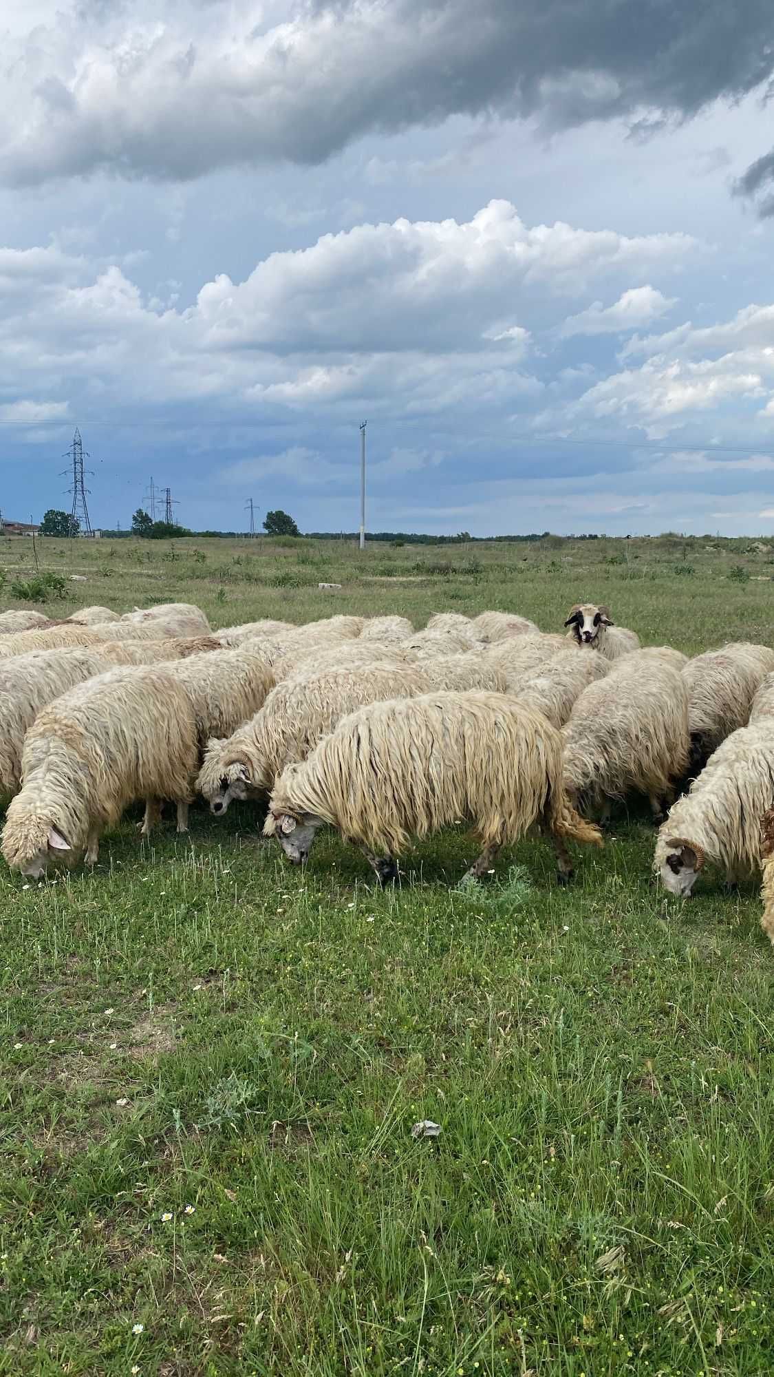 Vând oi țurcane, Giuvărăști, județul OLT.
