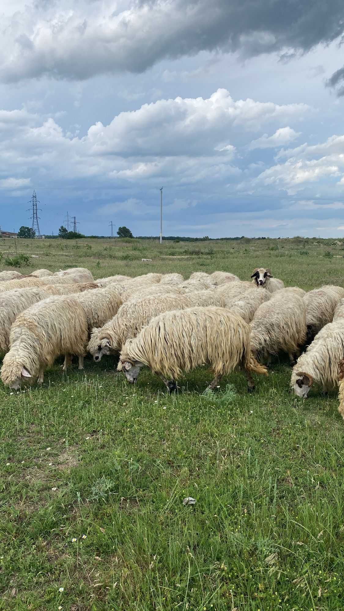 Vând oi/caut cioban , Giuvărăști, județul OLT.