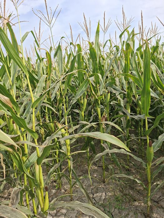 Makkajoxari silosga sotiladi