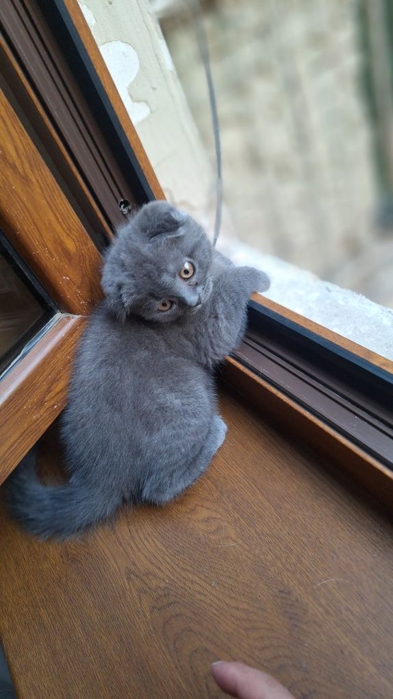 Продаётся котёнок