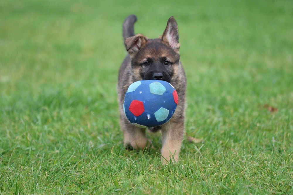 Ciobanesc German Linie de lucru spate drept Canisa autorizata