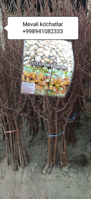 Mevali ko'chatlar [саженцы фруктов]