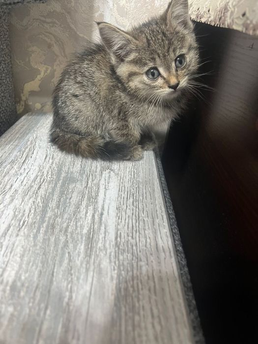 Отдам в добрые руки