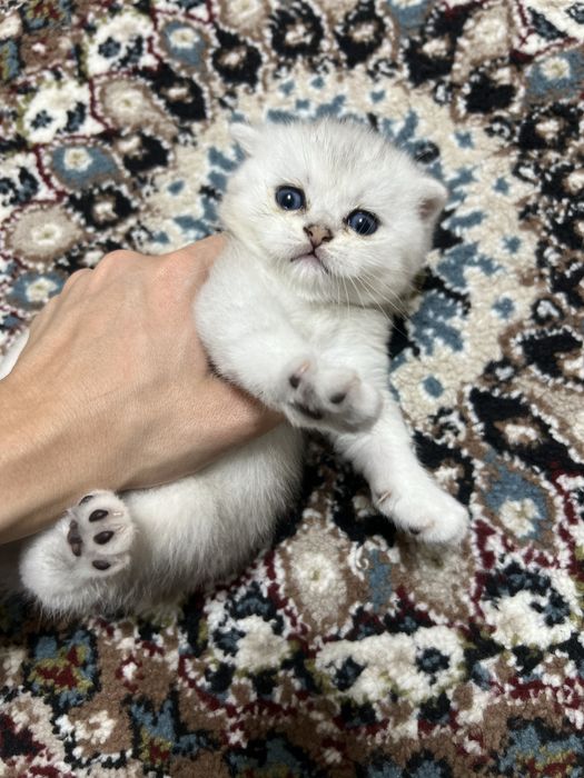 Shinshila britanskiy