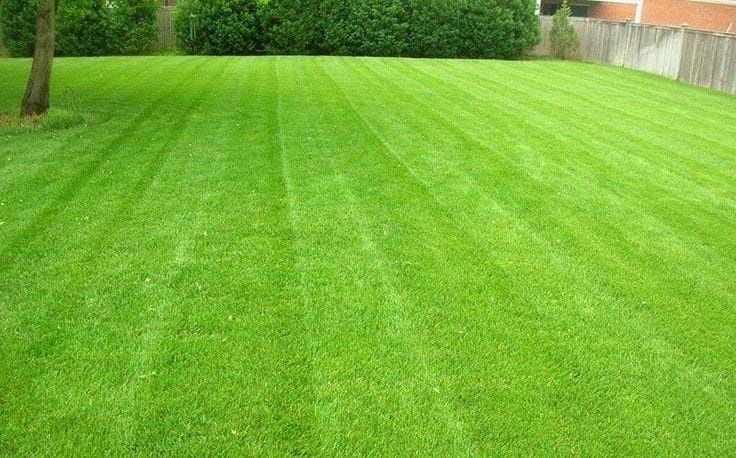 Обрезка плодовых деревьев уборка