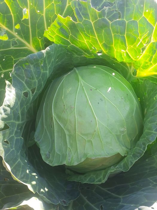 Белокочанная капуста