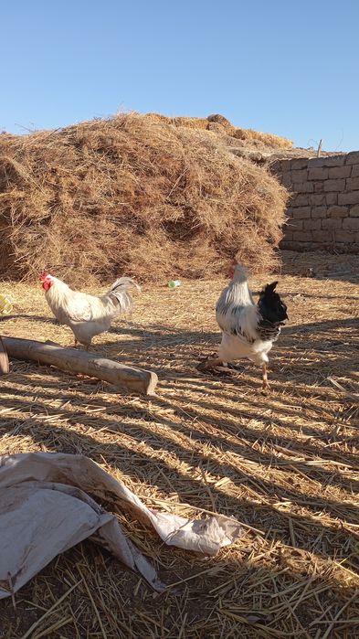 Қораздар тек аламын деген кісілер хабрлассын