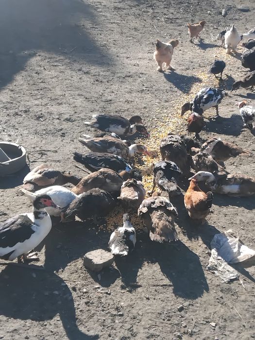 De vânzare rațe mute