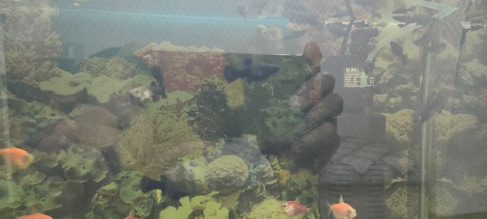 Аквариумный рыбки 200