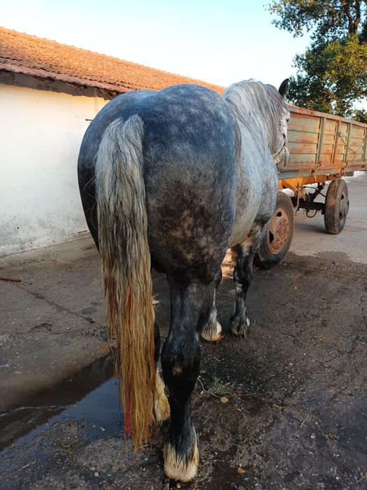 Vand Armăsar de 6 ani