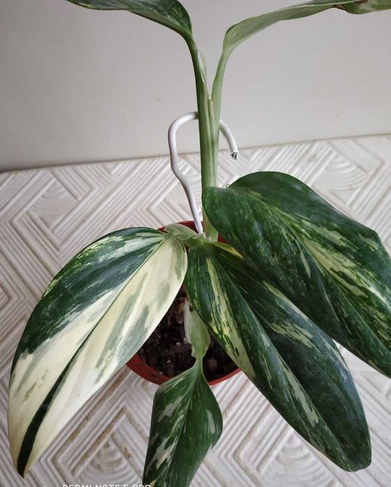 Филодендрон Кобра - редкая яркая красавица