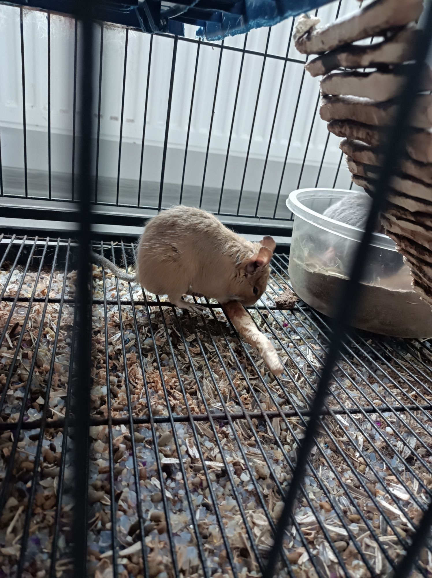 Veverițe degu și accesorii