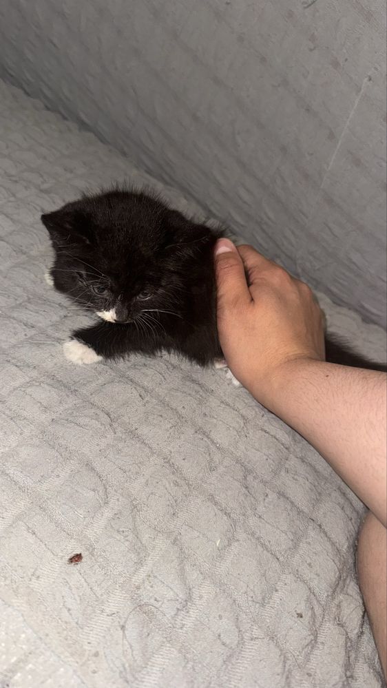 Бесплатно Котенок,девочка 1месяц,кушает домашьнюю еду