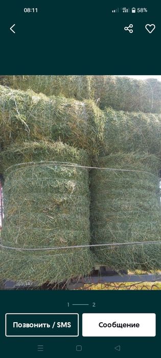 Сено люцерна жоношка сатамын свежый укос жоношка сатаамын свежый укос