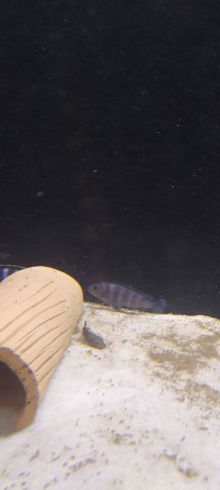 Demason  baliqlari