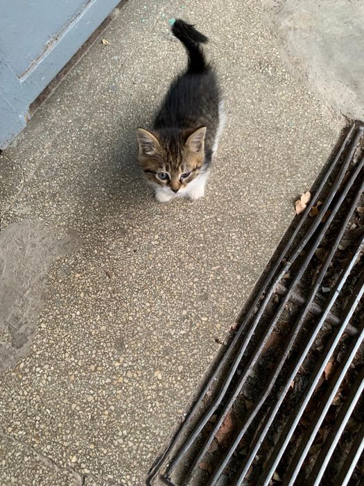 Adoptie 2 pisici ( pisica pisic )