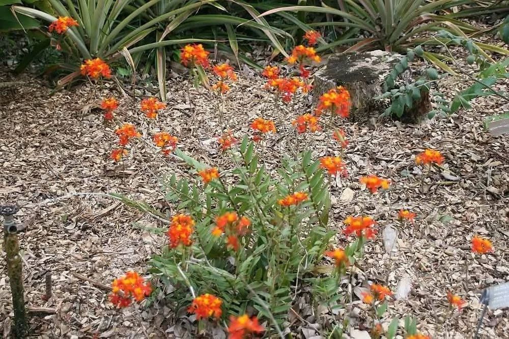 Орхидея земна Епидендрум