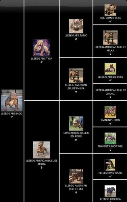 Mascul American Bully