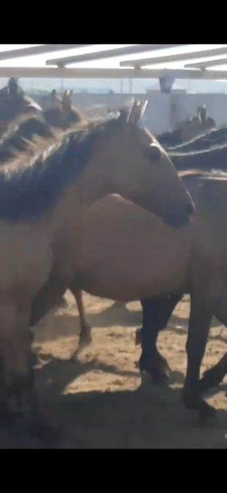 Продам Лошадей породистых