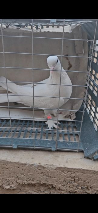 Голуби такла, голубка молодая