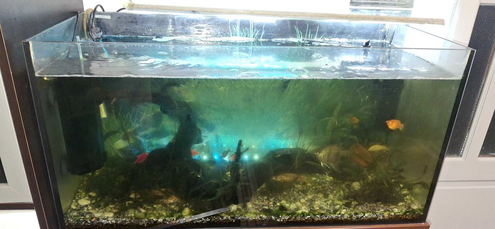 Acvariu 120 L cu mobilier complet echipat