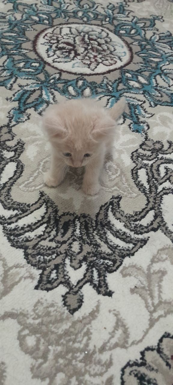 Котёнок 1,5 месяца