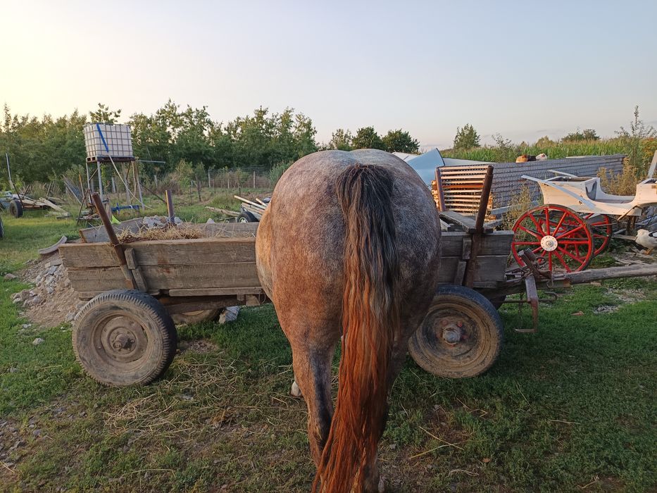 Vând o mânză sură