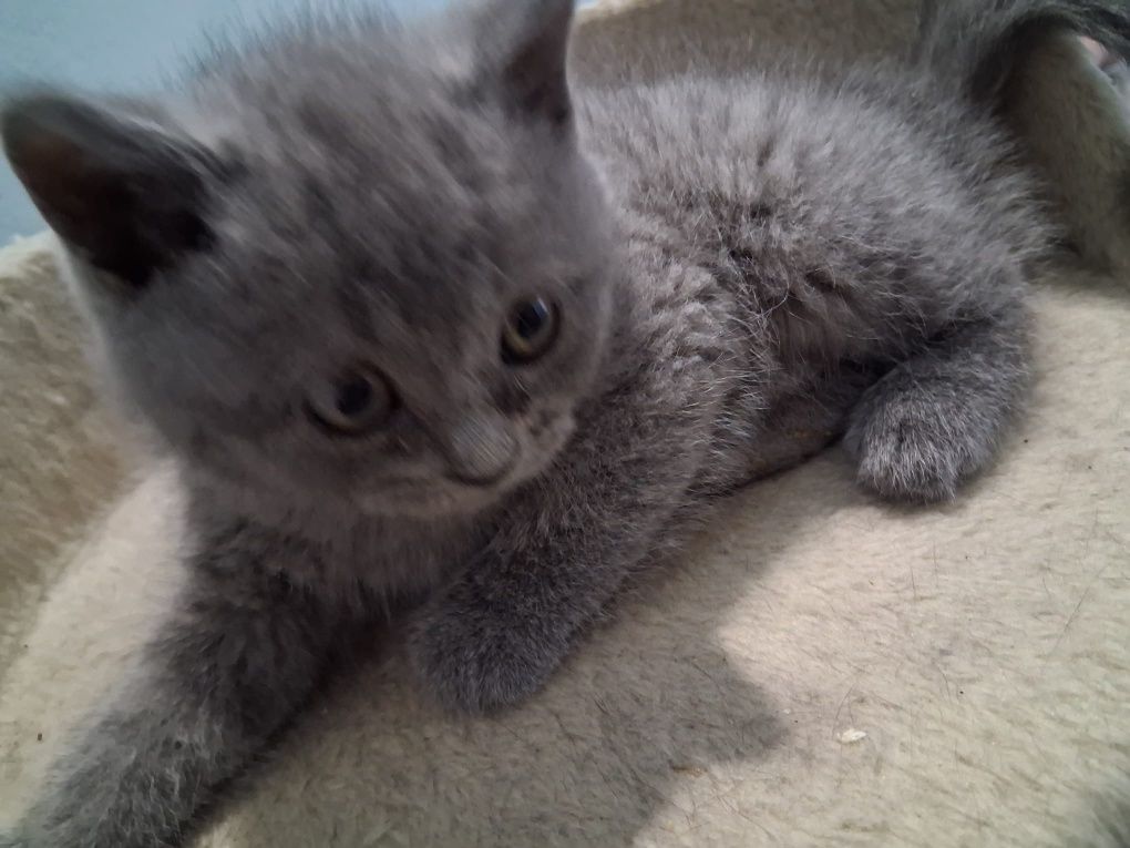 British shorthair