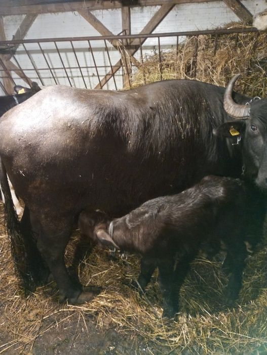 Vând bivoliță de 6 ani