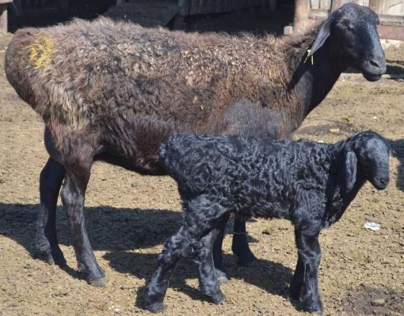 племенные овцы породы Эдильбай